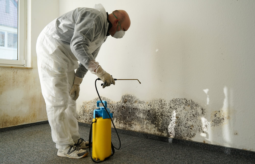 Mold Remediation Services